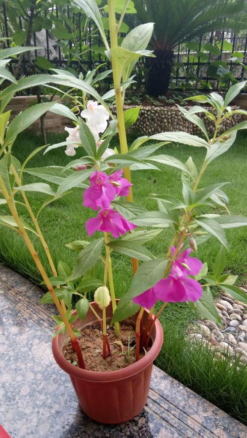 凤仙花长什么样，凤仙花长什么样子的致癌么（养了一盆非洲凤仙花）