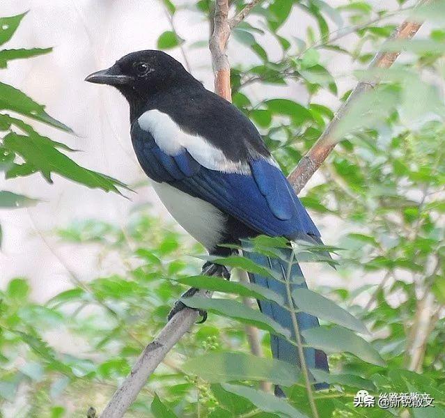 电视剧樱桃李岩扮演者是谁,电视剧樱桃李岩扮演者是谁演的(我是怎样用逆向思维从事写作的) 电视剧樱桃李岩扮演者是谁,电视剧樱桃李岩扮演者是谁演的(我是怎样用逆向思维从事写作的)