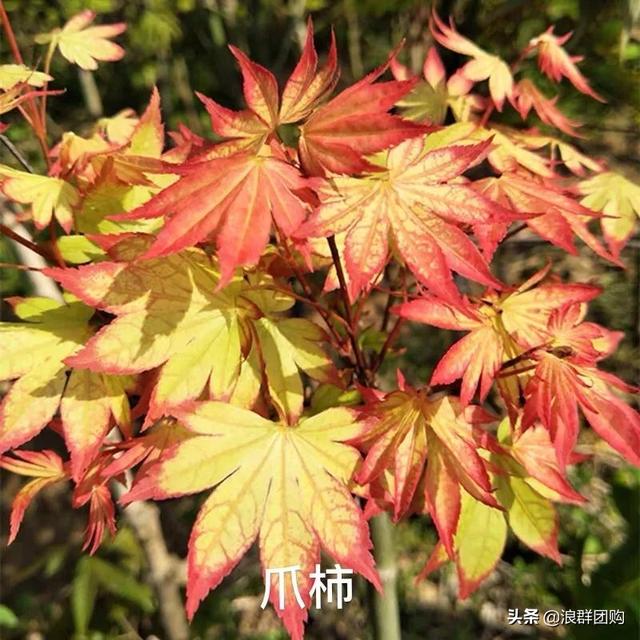 什么样的枫树填空。，什么的枫树填空词语二年级（增添了花园四季色彩之美）