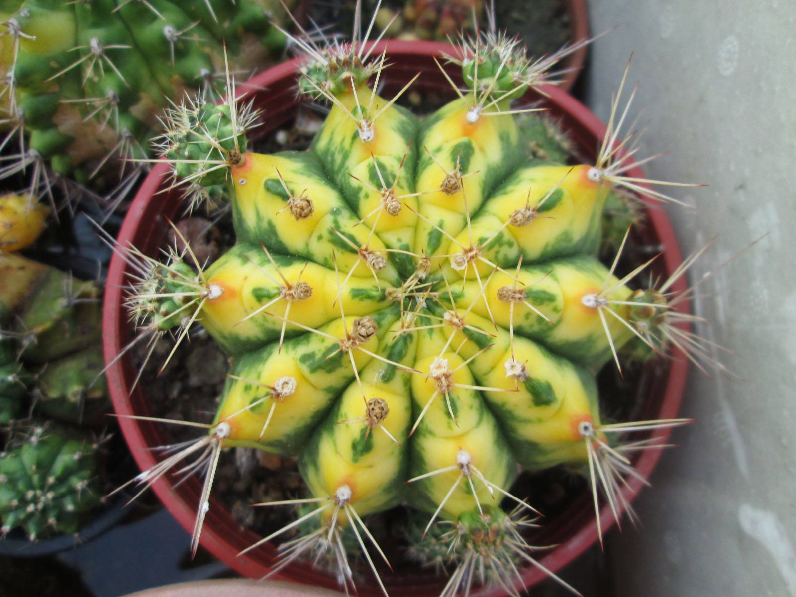 101个仙人球品种,一个比一个好看,快看看你家的叫什么名字-