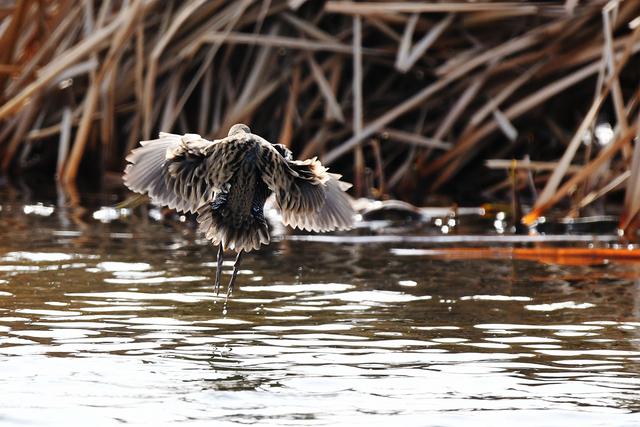 水鸡是什么，水鸡是什么车（西方秧鸡、叽咋柳莺......）