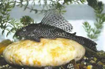 养草金鱼最怕什么，饲养草金鱼必须注意的事项有哪些（饲养清道夫鱼最低温度是多少）