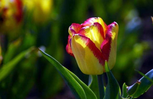 天堂鸟花语，天堂鸟花图片（你知道大自然中这些花的花语吗）