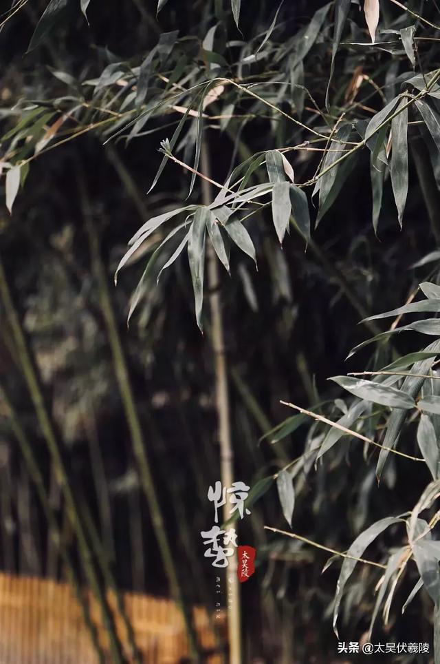  惊蛰节气介绍，二十四节气丨惊蛰 
