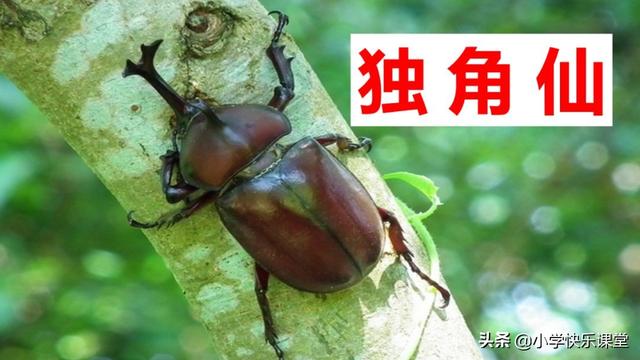 什么的硬翅，什么的硬翅？填四个字。（小学部编三年级语文下第4课《昆虫备忘录》图文+知识点+同步练习）