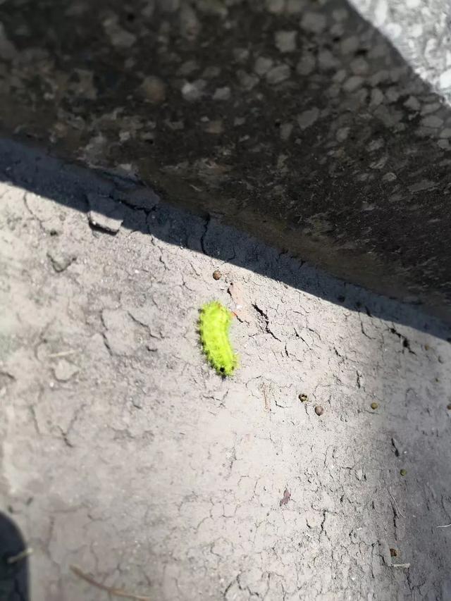 动物界三大流氓，动物界的三大奇葩生物（小时候遇到的动物界“恶霸”）