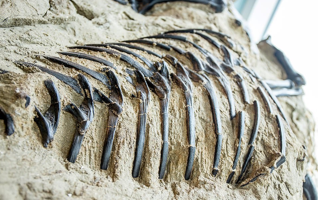 暴龙和霸王龙的区别有哪些，霸王龙是暴龙的一种还是属于暴龙（6700万年前“双龙决斗”化石被发现）