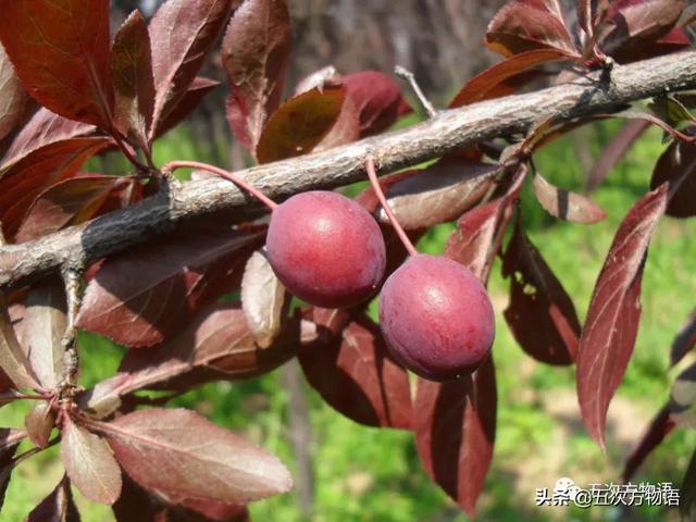 绣线菊亚科植物多具瞢荚果,少为蒴果,瞢荚果由离生心皮发育而来,是初生性状，或原始性状,蒴果由合（草莓上的小麻点真的只是种子吗）