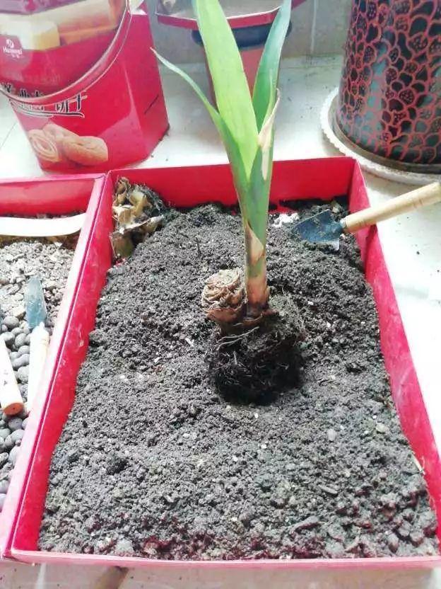 用醋兑水杀蚜虫有用吗，白醋杀蚜虫（浇花的水里加点这种料）