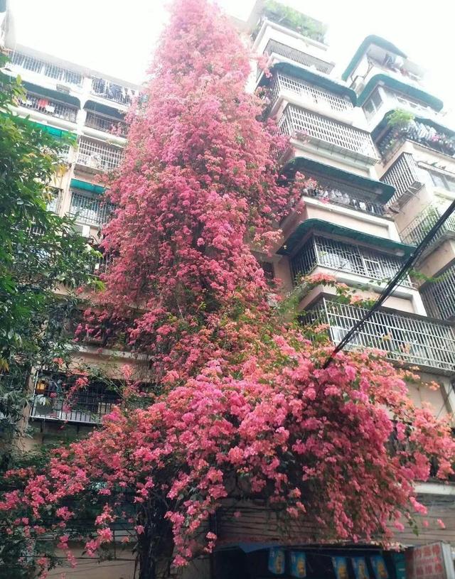 一梦两三年一花一世界网名，一梦两三年一花一世界微信昵称（千年的紫藤树···5种花越老越值钱）