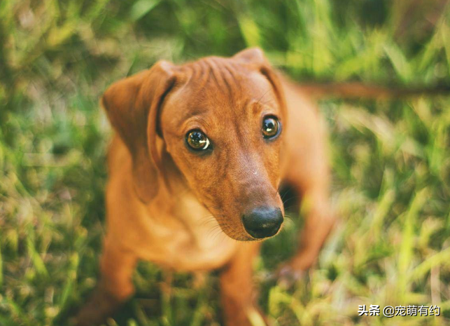 棕色腊肠犬多少钱一只 红棕色腊肠犬