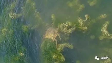 螃蟹什么时候最肥，螃蟹最肥的季节是几月份（几月是螃蟹最肥的时候）