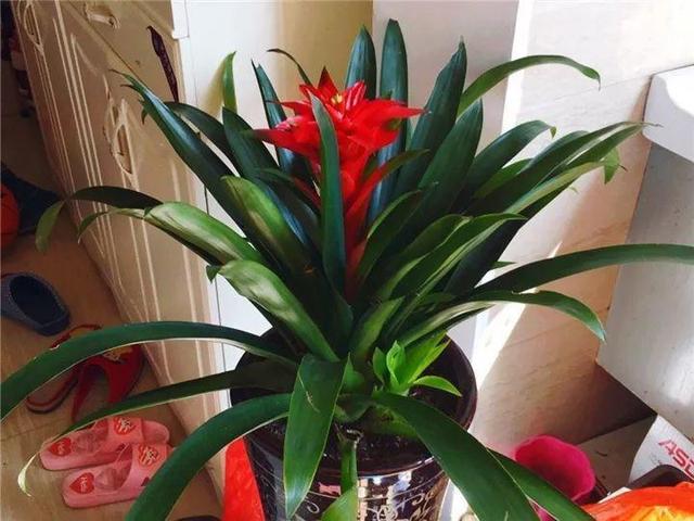 鸿运当头好养吗，鸿运当头怎么不好养（鸿运当头别喷水）