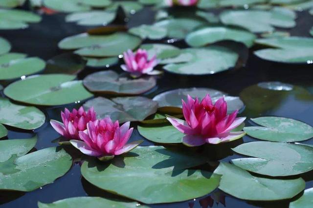 老实巴交的意思是什么，老实巴交的意思是什么梗（其实，老实人“不好惹”）