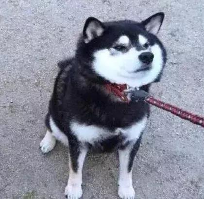 非人哉快看漫画全集，沙雕情头✨            来源：快看漫画《非人哉》，微信头像（单身人士千万不要点开）