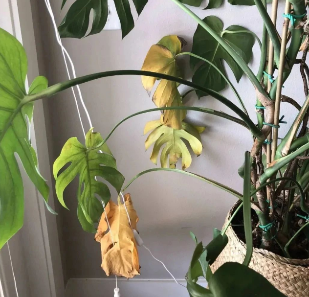 淘米水浇花的正确方法，淘米水怎样浇花才正确（养花才能盆盆长得旺）
