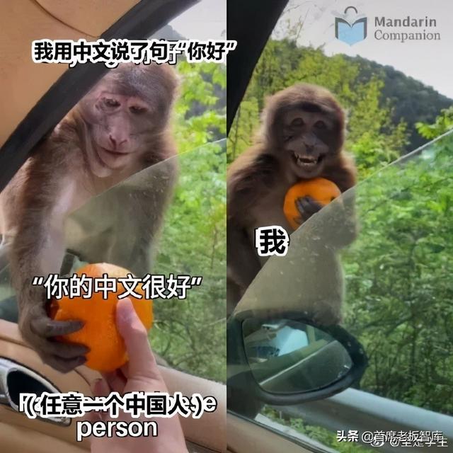 直呼内行什么梗，直呼内行什么意思（奇葩中文名翻车现场）