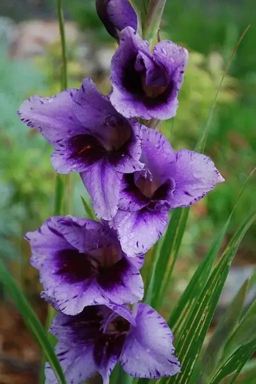 世界上有多少种花，世界上有多少种花?分别是什么（100幅美丽的花儿，赏心悦目）