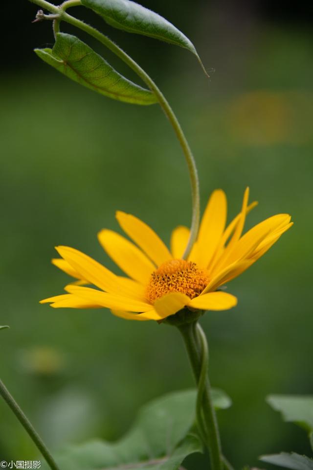 菊芋花的花语，形容菊芋花的句子（花开富贵热情奔放）