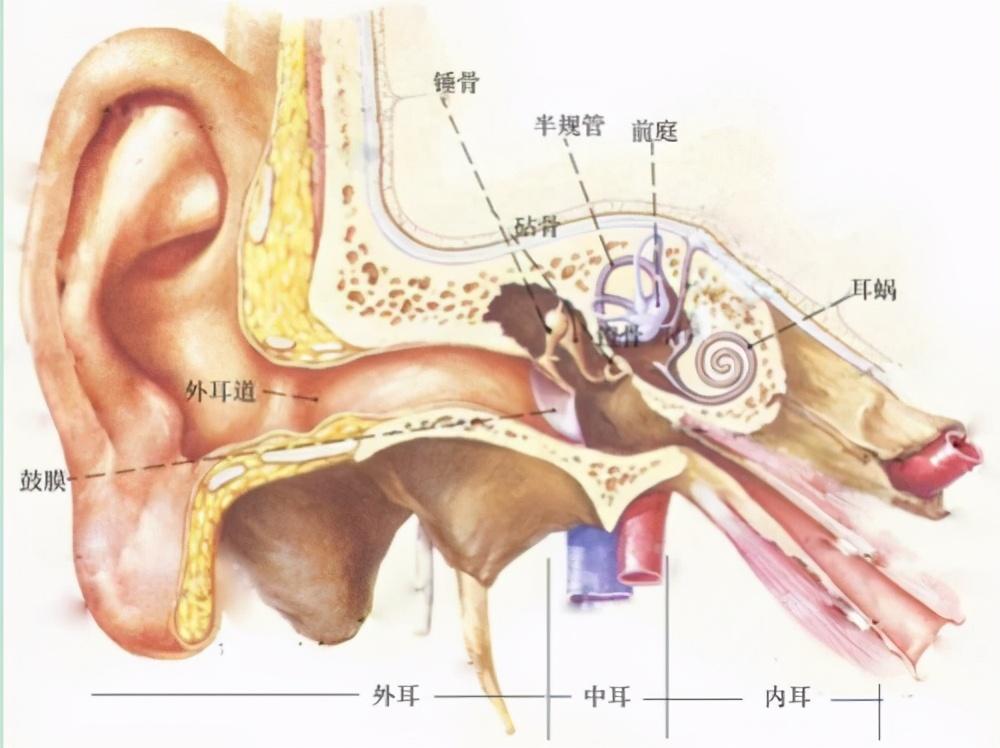 左耳朵发热代表什么预兆，左右耳朵热测吉凶预兆（孩子反复感冒发烧要当心）