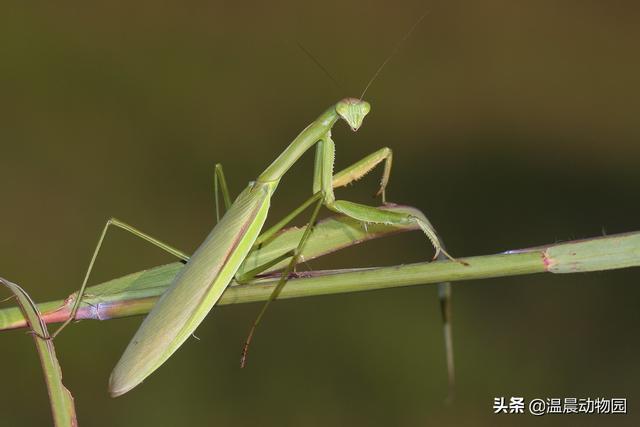 草蛉介绍，草蛉的特点是什么（小时候很多常见的虫子都令人难忘）