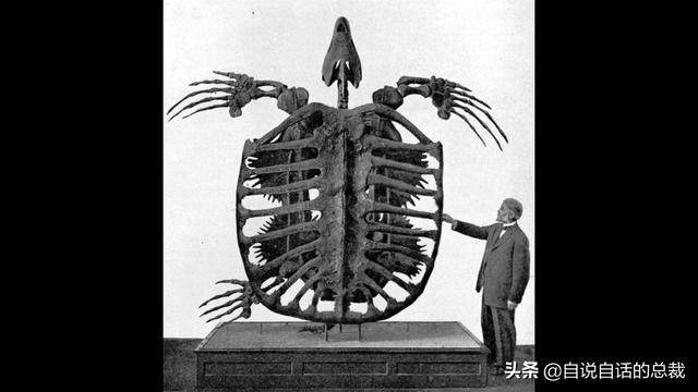 十大怪异鲨鱼，10000米长的蜈蚣（背后隐藏着一个人类起源的故事）