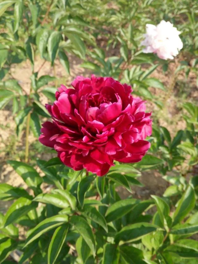 芍药不开花的解决办法，芍药一直不开花怎么办（开花个个比拳头大）