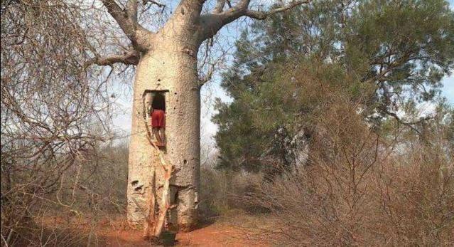 世界上最神奇的水树，既能储水又能当做食物