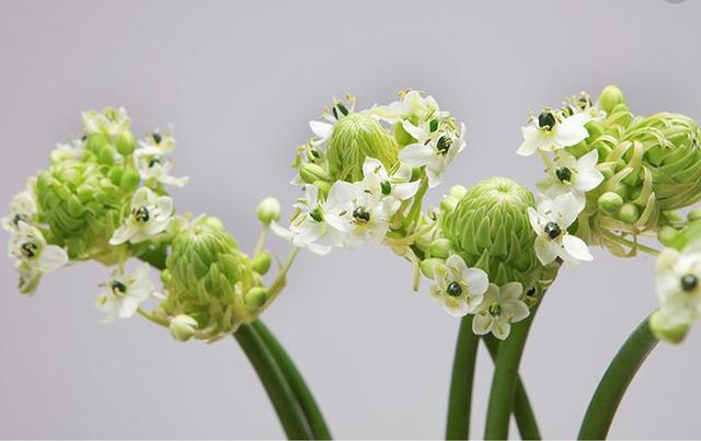 一年四季的花有几种花语，不同颜色寓意也不一样