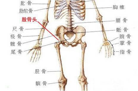 髋臼在人体的什么位置，髋臼怎么读（股骨头在人体的哪个位置及作用）