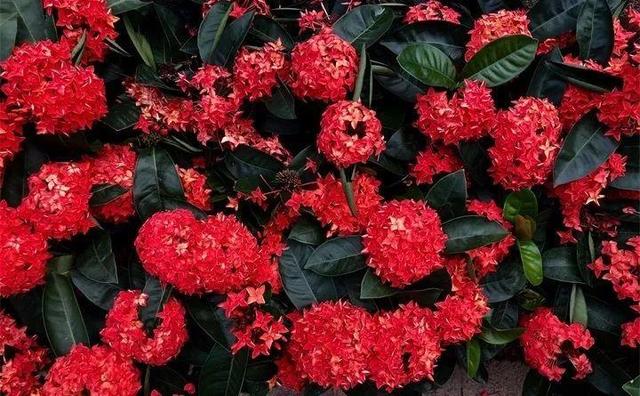 SuSu:一起种草莓来吗，微信头像，SuSu:一起种草莓来吗?【杂图】（花芽蹭蹭长满盆）