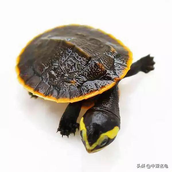 治疗乌龟眼病要注意什么，怎么预防乌龟眼睛肿胀（秋天，谨防乌龟出现烂眼病）