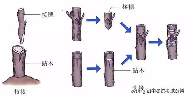 血型配对表图口诀，血型遗传规律表顺口溜（冲刺2020年中考-初中生物记忆口诀+知识点大全）