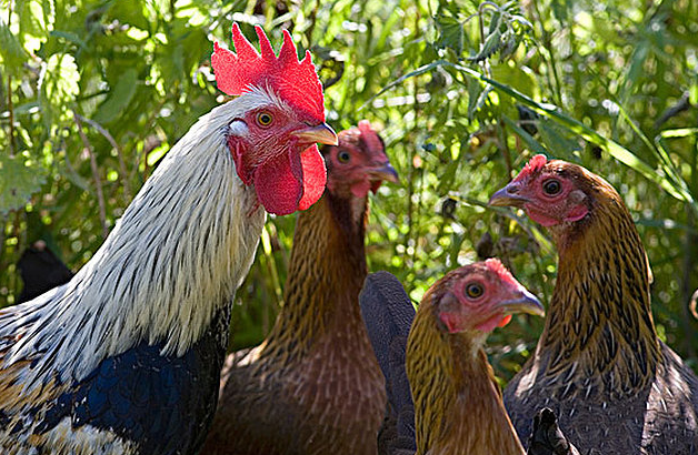 球虫病有什么症状，什么是兔球虫病有哪些症状（<比排血便>还严重呢）