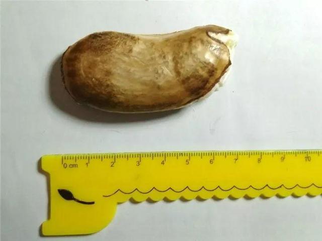 芒果种子怎么种，一个夏天就能长成小树苗