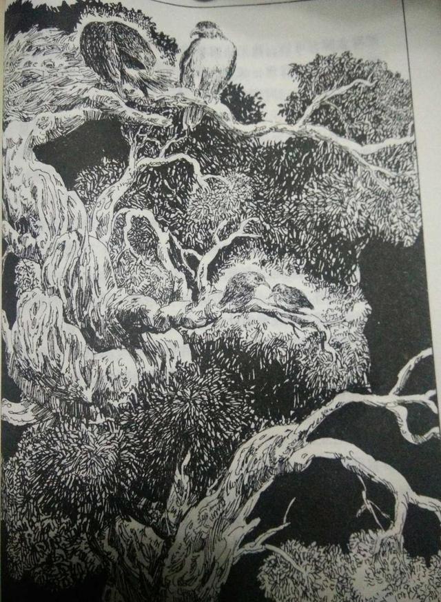 鸟奴好词好句好段，鸟奴好词好句好段摘抄（《鸟奴》：看的是鸟，说的是人）