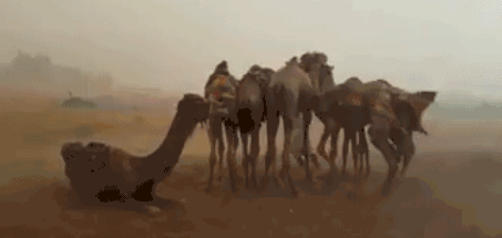 骆驼吃什么食物，骆驼喜欢吃什么食物（澳大利亚野骆驼泛滥成灾）