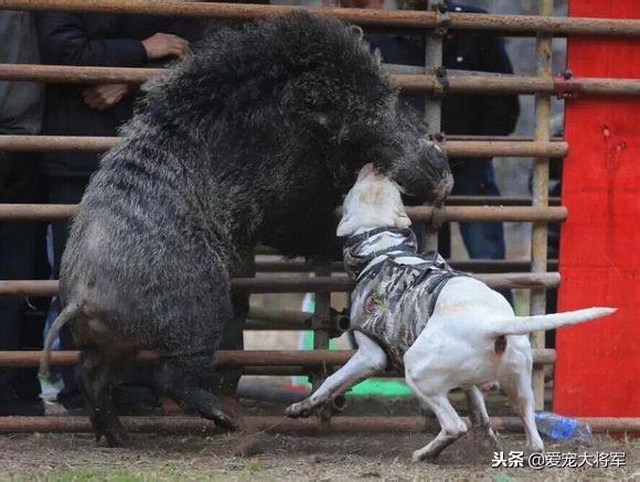 杜高犬打猎视频，最“老实”的6种狗狗（杜高单犬和野猪的黑白之战）