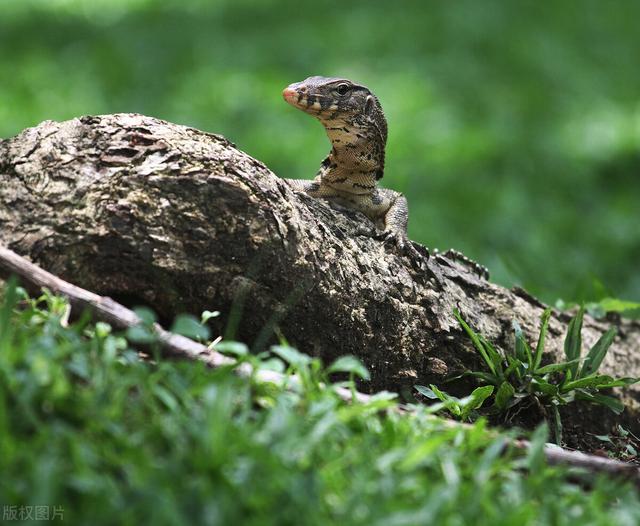 中国有哪些人是蜥蜴人，中国目前最先进的机器人（国宝圆鼻巨蜥“五爪金龙”）