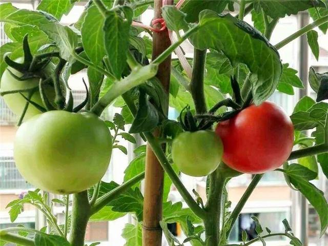 家里有鼻涕虫怎么消灭，鼻涕虫怎么彻底消灭（自制天然杀虫水）