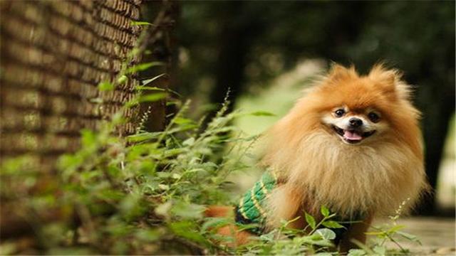 博美犬壽命一般多少年,養博美的禁忌(博美犬的壽命有多久)