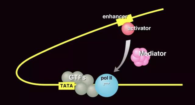 基因表达的转录过程，基因转录与表达（生命的转录：从DNA到RNA）