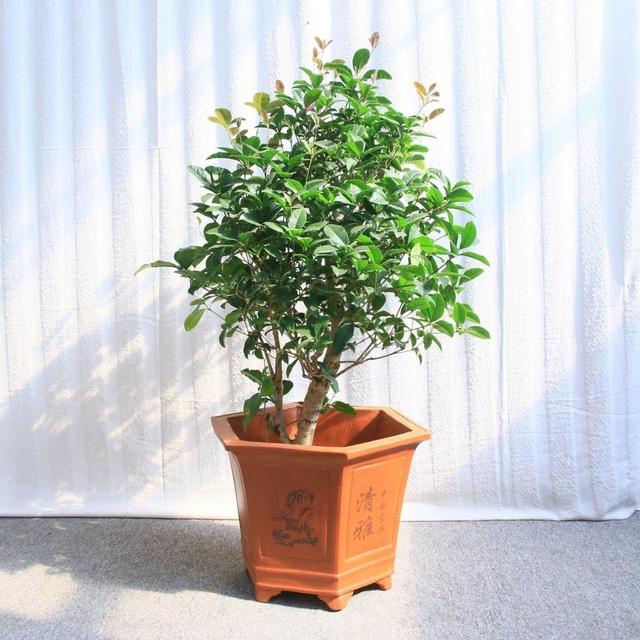 桂花不开花是什么原因造成的，桂花树不开花是什么原因（不知道原因的看这里）