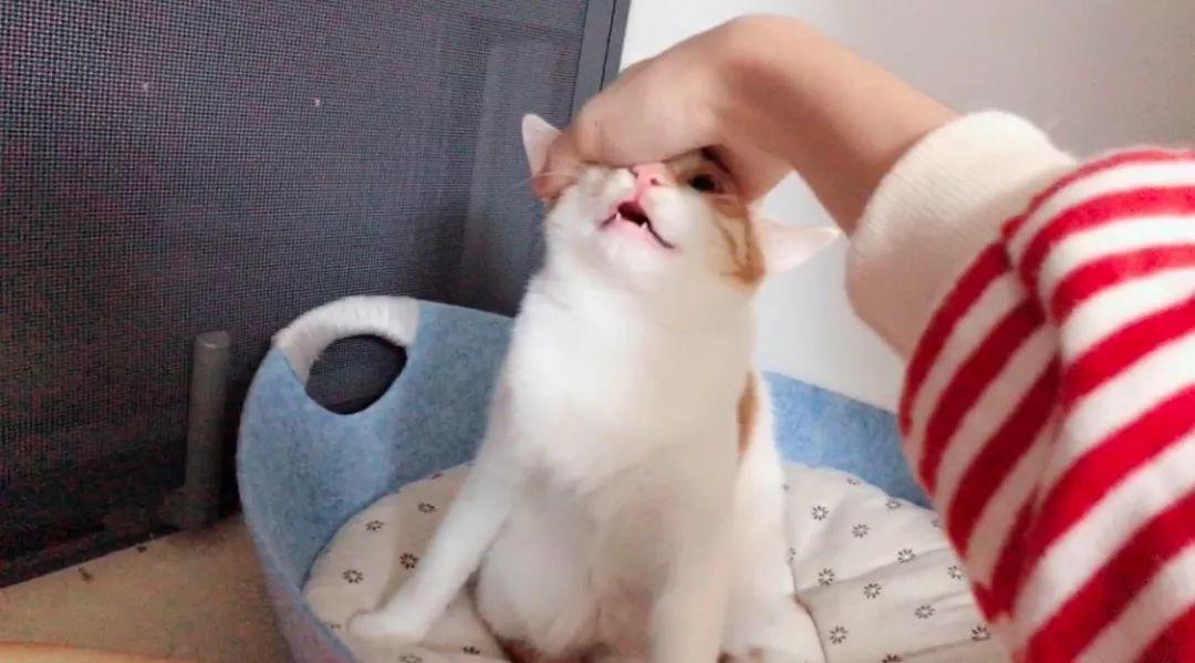 猫咪爱咬人怎么办(猫咪抓人咬人屡教不改怎么办)