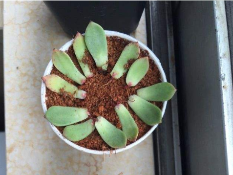 吉娃莲的扦插方法，吉娃莲的扦插方法视频（新手都能扦插出一盆）