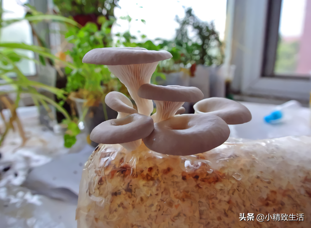 种植蘑菇菇方法，种植蘑菇菇方法有哪些（自己种的就是香）