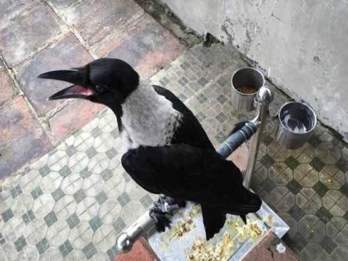 乌鸦为什么是黑的，乌鸦为什么是黑的是中国第一部（天下乌鸦可不是一般黑）