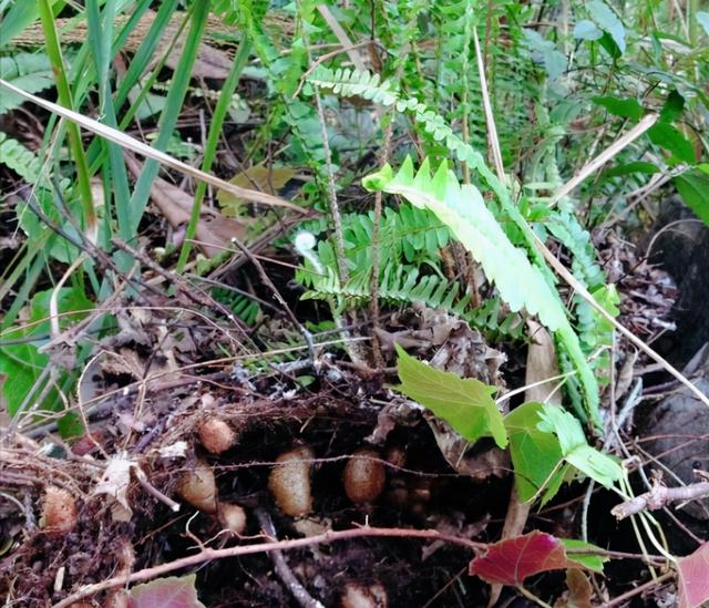 凤凰蛋(凤凰蛋山人,埋在土里的根茎被称作"凤凰蛋"(山人 凤凰蛋 天涯)