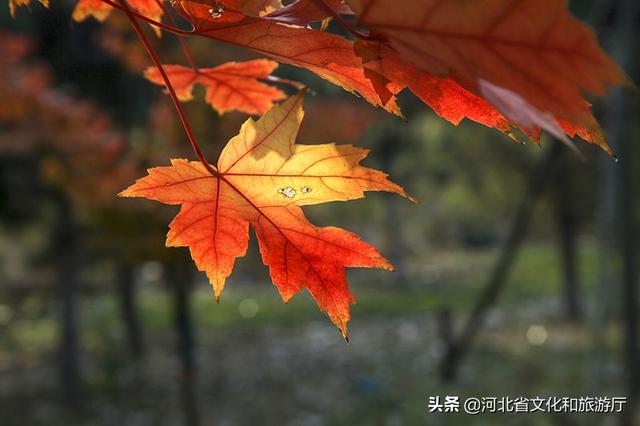 火红的枫叶像什么，枫叶写下秋天的诗歌