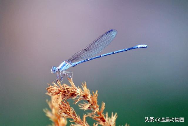 萤火虫会咬人吗，萤火虫会咬人吗怎么办（这七种昆虫能勾起很多人的童年回忆）